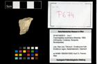 Foto (Objekt + Etikett) von Cracensigillatus acutirostrus (Moericke, 1889)  (NHMW-GEO-2014-0194-0674)
